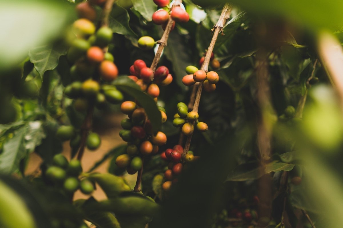 Full-bodied, fruity, smooth coffee… we walk you though coffee varieties - Café Liégeois